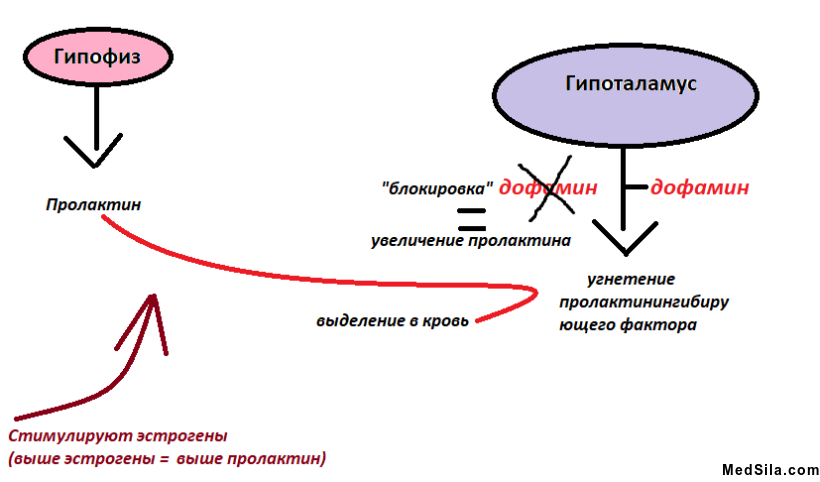 Определение пролактина